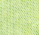 Buckeye Seeds - Green Lemongrass - AOHSH 2026